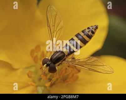 Long Hoverfly (Sphaerophoria scripta) adulto, nutrirsi di (potentilla) fiore, Leicestershire, Inghilterra, Regno Unito Foto Stock