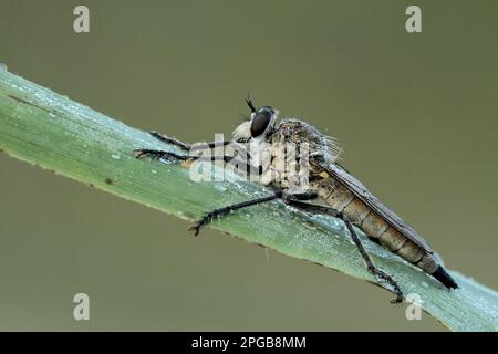 Dune Robber Fly (Philonicus albiceps) adulto, coperto di rugiada, riposante su foglia di canna, Suffolk, Inghilterra, Regno Unito Foto Stock