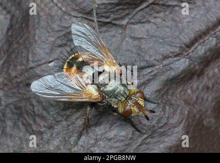 Tachinid Fly (Tachina fera) adulto, riposante su vegetazione in decadimento, Valle Cannobina, Piemonte, Italia settentrionale Foto Stock