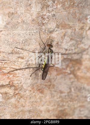 Fly cascata (Liancalus virens) adulto, riposante sulla base scogliera, Kimmeridge Bay, Dorset, Inghilterra, Regno Unito Foto Stock