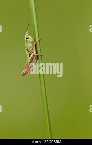 Prato Grasshopper (Chorthippus paralleleus) ninfa, poggiante su lama d'erba, Kent, Inghilterra, Regno Unito Foto Stock