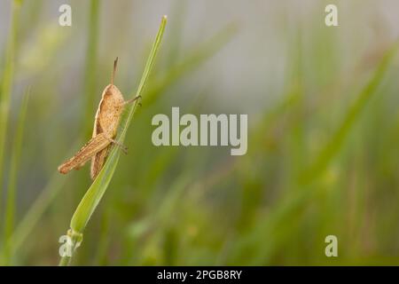 Comune campo Grasshopper (Chorthippus brunneus) ninfa, riposante su erba, Inghilterra, Regno Unito Foto Stock