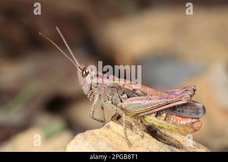 Comune campo Grasshopper (Chorthippus brunneus) forma porpora, adulto maschio, poggiante sulla roccia, Powys, Galles, Regno Unito Foto Stock