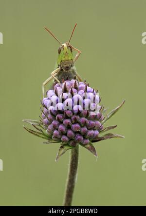 Grasshopper di palude minore (Chorthippus albomarginatus), Grasshopper dai bordi bianchi, altri animali, insetti, animali, Cavallette da campo, Lesser Marsh Foto Stock