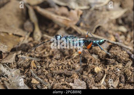 Vespa smeraldo scarafaggio (Ampulex comprexa) femmina adulta, gamba di pulizia, Asia meridionale e Isole del Pacifico (condizioni controllate) Foto Stock