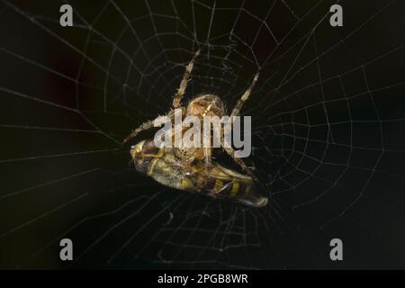 Adulto ragno giardino europeo (Araneus diadematus), con preda del comune bandito hoverfly (Syrphus riassei) catturato in rete, Inghilterra, Gran Bretagna Foto Stock