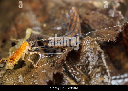 Verme di velluto della Nuova Zelanda adulto (Peripatoides novaezealandiae) in cui le larve di scarafaggio sono immobilizzate in fluido appiccicoso espulso dalle antenne Foto Stock