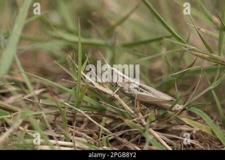 Grasshopper di palude minore (Chorthippus albomarginatus), Grasshopper dai bordi bianchi, altri animali, insetti, animali, Cavallette da campo, Lesser Marsh Foto Stock