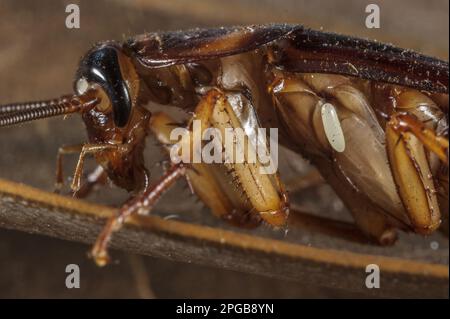 Uovo della vespa di scarafaggio smeraldo (Ampulex comprexa) appena depositato sull'ospite del scarafaggio americano (Periplaneta americana), Sud Foto Stock