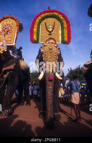 Elefanti decorati in Chinnakathoo Pooram festa processione vicino Palakkad o Palghat, Kerala, India, Asia Foto Stock