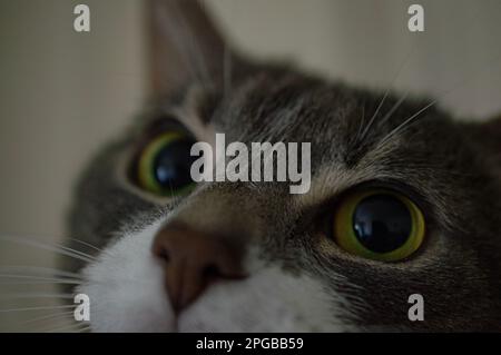 immagine del fagiolo, un tabby grigio e bianco Foto Stock