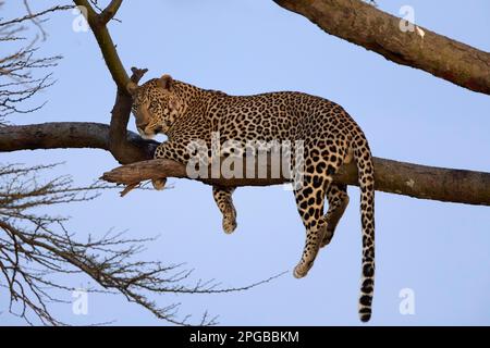 Leopardo (Panthera pardus), adulto maschio, giacente attentamente sul ramo di un albero di acacia, Parco Nazionale di Serengeti, Tanzania, Africa orientale Foto Stock