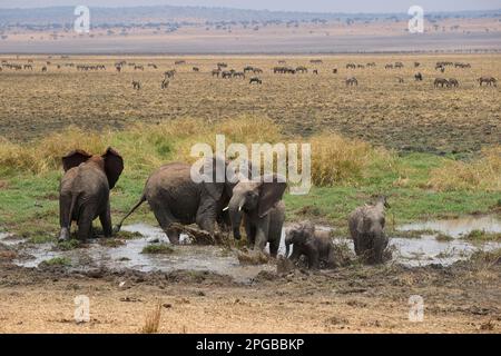 Elefanti africani (Loxodonta africana), adulti e vitelli che si bagnano nel fango, beared wildebeest (Connochaetes taurinus) dietro, palude siliana Foto Stock