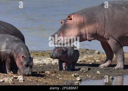 Ippopotami (ippopotamo anfibio), ippopotami, adulti e vitelli su un promontorio del lago Magadi, cratere di Ngorongoro, area protetta dall'UNESCO, Tanzania, Est Foto Stock