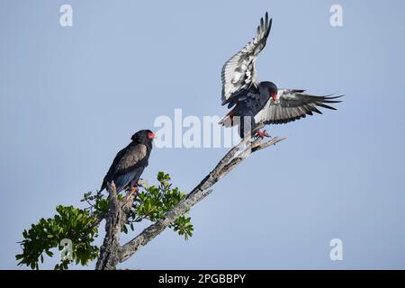 Bateleur (Terathopius ecaudatus), coppia di animali su un ramo, Parco Nazionale del Serengeti, Tanzania, Africa orientale Foto Stock