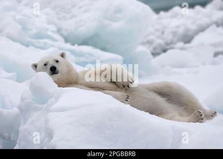 Orso polare (Ursus maritimus) che si trova allerta su un blocco di ghiaccio nel ghiaccio pacchetto, Hinlopen Strait, Spitsbergen, Svalbard Foto Stock