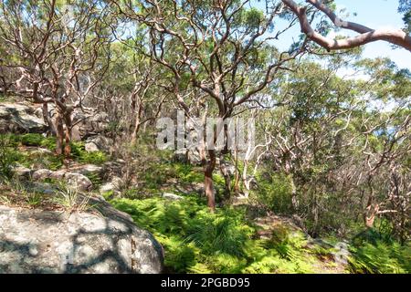 Gli alberi lungo la passeggiata Manly to Spit a Clontarf, Sydney, Australia Foto Stock
