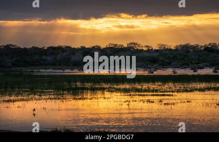Il paesaggio mattutino dell'ora d'oro nel Parco Nazionale di Bundala, i raggi del sole sbirciano attraverso le nuvole e la luce dorata si riflette sulla laguna. Foto Stock