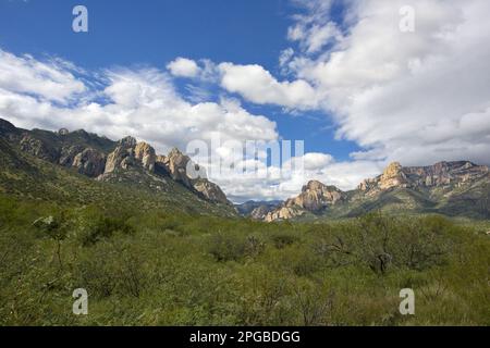 Bella remota Chiricahua Montagne nel sud Arizona, Stati Uniti con picchi rocciosi, verde in primo piano, e cielo estivo blu in formato orizzontale Foto Stock