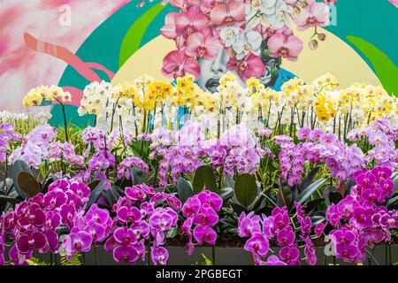 Una colorata esposizione di splendide orchidee al Fuqua Orchid Center dell'Atlanta Botanical Garden a Midtown Atlanta, Georgia. (USA) Foto Stock