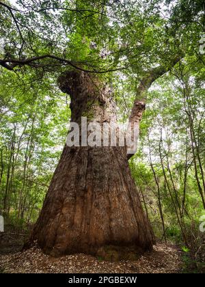 Red Tingle (Eucalyptus jacksonii), Monte Clare, Walpole-Nornalup National Park, Australia Occidentale, Australia Foto Stock