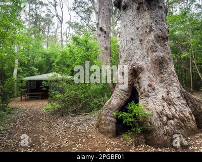 Red Tingle (Eucalyptus jacksonii) al Mount Clare Shelter, pista di Bibbulmun, Walpole-Nornalup National Park, Australia Occidentale, Australia Foto Stock