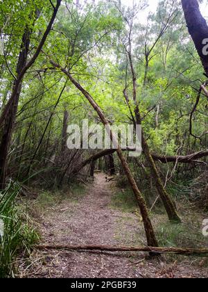 Bibbulmun Track sulla strada per Nuyts Wilderness, Walpole-Nornalup National Park, Australia Occidentale, Australia Foto Stock