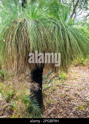 Grasstree (Xanthorrhaea preissii), Bibbulmun Track, Nuyts Wilderness, Walpole-Nornalup National Park, Australia Occidentale, Australia Foto Stock