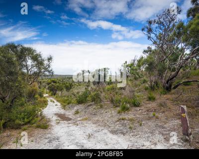 Segnavia sulla lunga distanza Bibbulmun Track che si dirige verso Nuyts Wilderness, Walpole-Nornalup National Park, Australia Occidentale, Australia Foto Stock