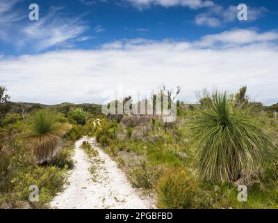 Ampia sezione di Bibbulmun Track fiancheggiata da grasstrees (Xanthorrhaea preissii) che si dirige verso Nuyts Wilderness, Walpole-Nornalup National Park Foto Stock