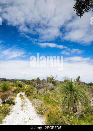 Ampia sezione di Bibbulmun Track fiancheggiata da grasstrees (Xanthorrhaea preissii) verso Nuyts Wilderness, Walpole-Nornalup National Park Foto Stock