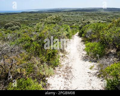 Attraversando brughiera costiera in direzione nord sulla pista Cape to Cape vicino a Foul Bay, Leeuwin-Naturaliste National Park, Australia Occidentale Foto Stock