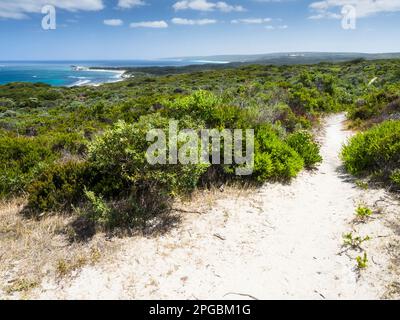 Attraversando brughiera costiera in direzione nord sulla pista Cape to Cape vicino a Foul Bay, Leeuwin-Naturaliste National Park, Australia Occidentale Foto Stock