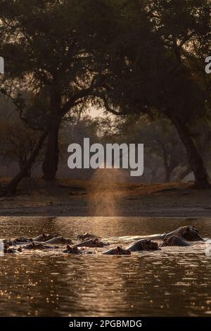 Un Hippopotamus Hippopotamus anfibio spruzza acqua nel Parco Nazionale delle Mana Pools dello Zimbabwe. Foto Stock