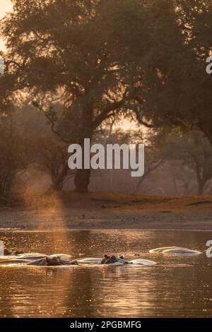 Un Hippopotamus Hippopotamus anfibio spruzza acqua nel Parco Nazionale delle Mana Pools dello Zimbabwe. Foto Stock