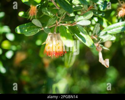 Primo piano di Dampier's Rose (Diplolaena dampieri), Hamelin Bay, Leeuwin-Naturaliste National Park, Australia Occidentale Foto Stock