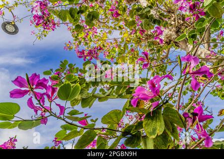 Colorful Pink Hong Kong Orchid Flowers Tree Bauhinia Blakeana Street Lamp dal marciapiede Kailua Oahu Hawaii. Nativo di Hong Kong Foto Stock