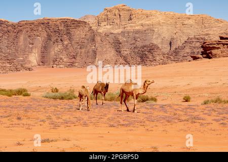 Cammelli e terreno montano a Wadi Rum, Giordania Foto Stock