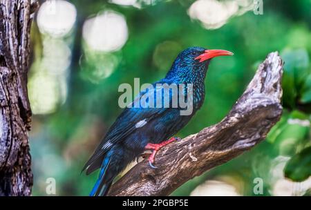 Colorato di legno verde con fattura rossa Hoopoe Feniculus Purpureus a Waikiki Honolulu Hawaii. L'uccello tropicale è nativo dell'Africa. Foto Stock