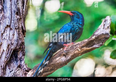 Colorato di legno verde con fattura rossa Hoopoe Feniculus Purpureus a Waikiki Honolulu Hawaii. L'uccello tropicale è nativo dell'Africa. Foto Stock