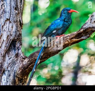 Colorato di legno verde con fattura rossa Hoopoe Feniculus Purpureus a Waikiki Honolulu Hawaii. L'uccello tropicale è nativo dell'Africa. Foto Stock