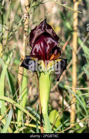 I fiori di iride viola neri si avvicinano all'erba verde. Israele Foto Stock