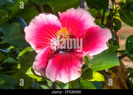 Il Paradiso di Lana Bianco scuro Maroon tropicale Hibiscus Fiori foglie verdi Honolulu Hawaii. Hibiscus è il fiore di stato delle Hawaii. Foto Stock