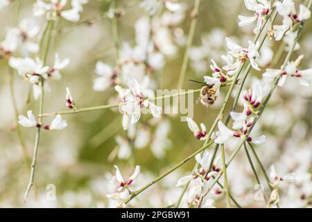 Fiori bianchi di cespugli Retama fiorenti. Primavera. Israele Foto Stock