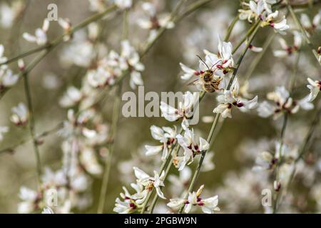 Fiori bianchi di cespugli Retama fiorenti. Primavera. Israele Foto Stock