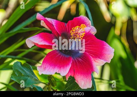 Il Paradiso di Lana Bianco scuro Maroon tropicale Hibiscus Fiori foglie verdi Honolulu Hawaii. Hibiscus è il fiore di stato delle Hawaii. Foto Stock