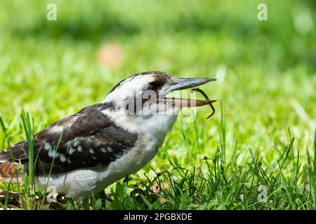 Ridendo Kookaburra (Dacelo novaeguineae) con un verme in becco, Atherton Tablelands, far North Queensland, FNQ, QLD, Australia Foto Stock