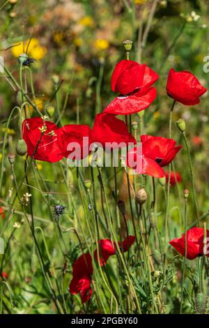 Fiori rossi di papaveri selvatici in fiore tra erba verde. Israele Foto Stock