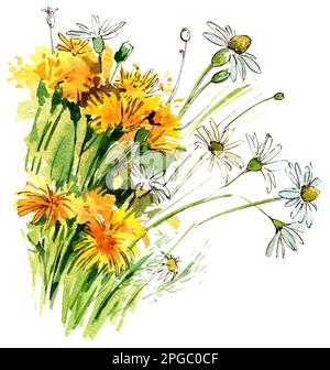 Bouquet di fiori di campo selvatico, camomilla, dente di leone. Illustrazione acquerello. Disegno a mano Foto Stock