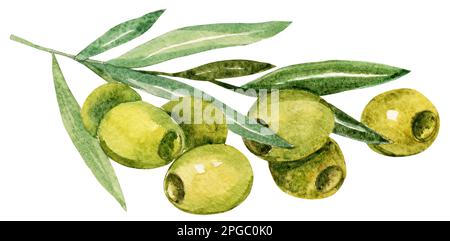 ramo di olive verdi, foglia, bacche, acquerello disegno a mano Foto Stock